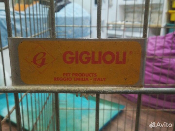 Giglioli
