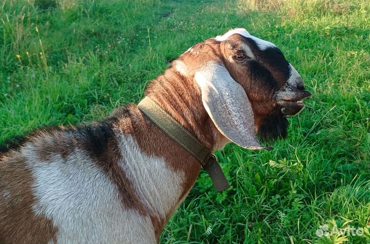 Козёл англо-нубийский adga