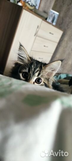 Кошечка в добрые руки