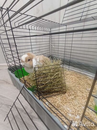 Декоративный кролик (вислоухий)