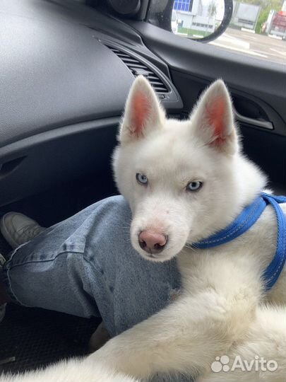 Сибирский хаски