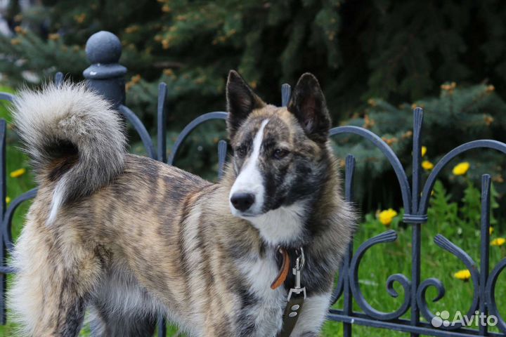 Собачий эксклюзив