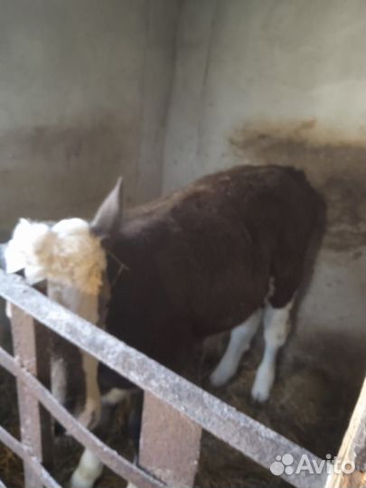 Телёнок бычок