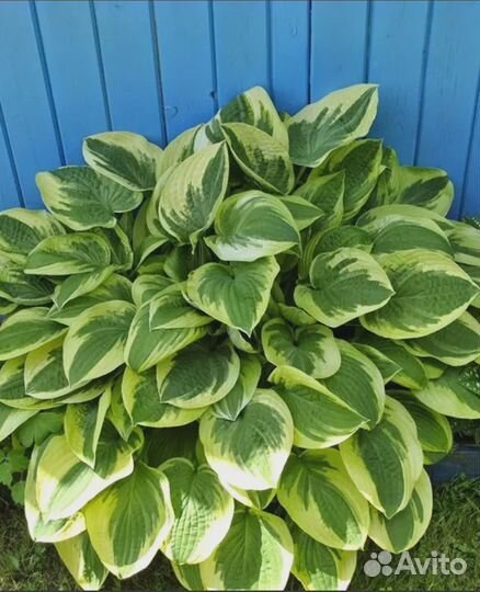 Хоста гибридная Брим Кап