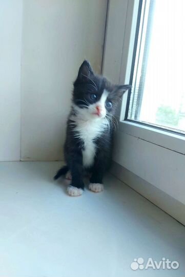 Котенок бесплатно