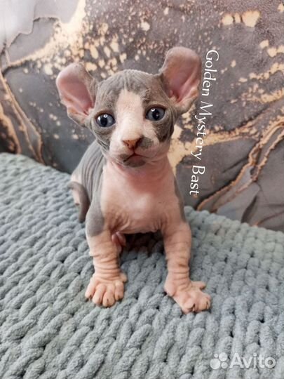 Сфинкс Двэльф