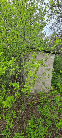 Участок 10 сот. (СНТ, ДНП)
