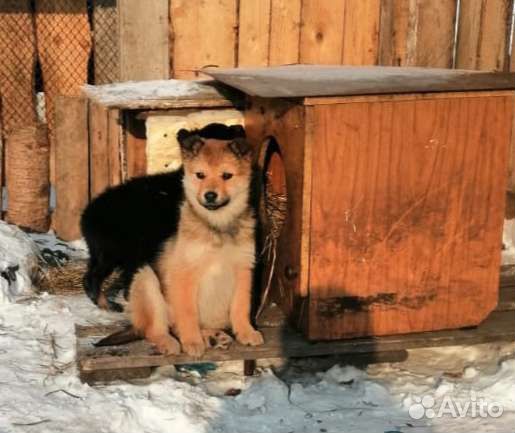 Щеночки