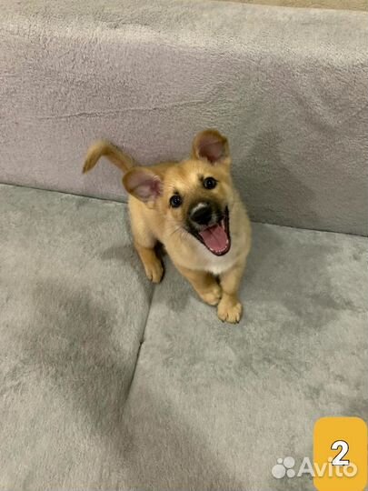 Собака в добрые руки