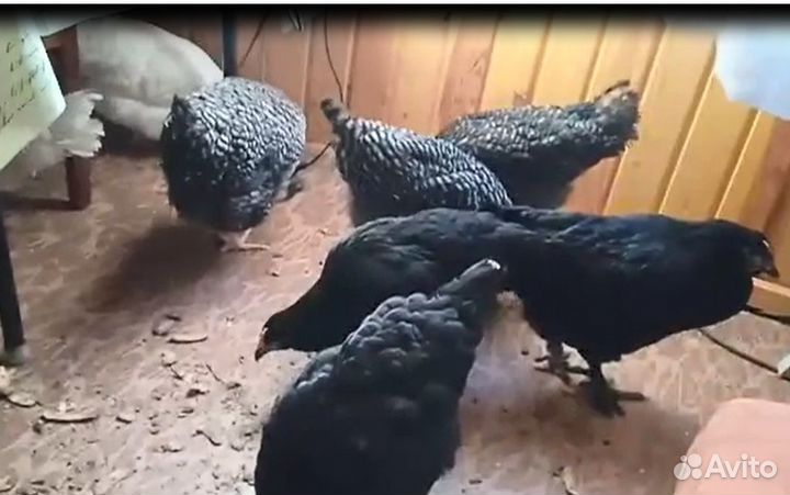 Куры несушки домашние +18 цыплят разных пород