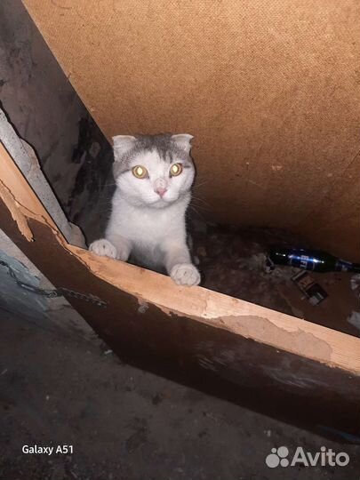 Котик