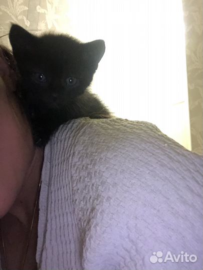 Котёнок даром