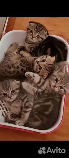 Шотландские вислоухие котята