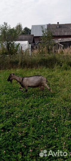 Коза нубийская