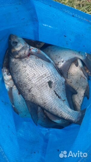 Продам леща