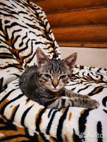 Котенок ищет дом