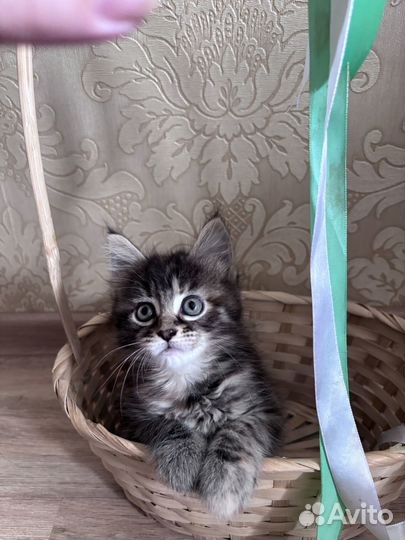 Отдам котенка в добрые руки