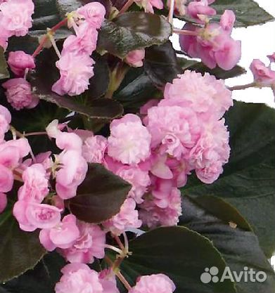 Бегонии махровая, ампельная, на подарок колеус