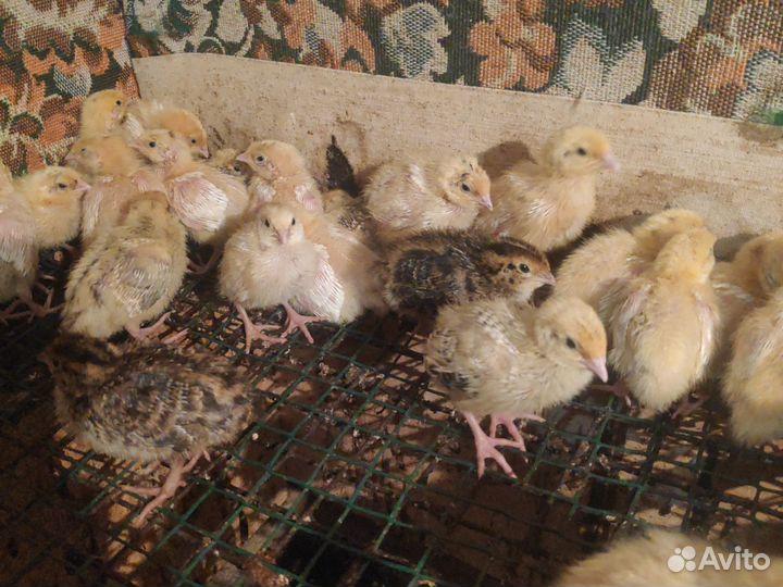 Перепелята