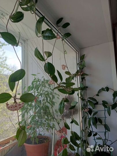 Хойя отросток