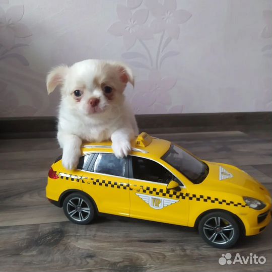 Щенки чихуахуа