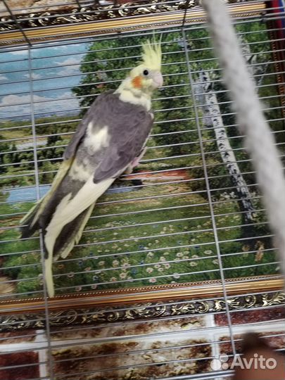 Попугай корелла птенец