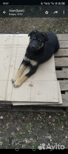 Щенок девочка в добрые руки