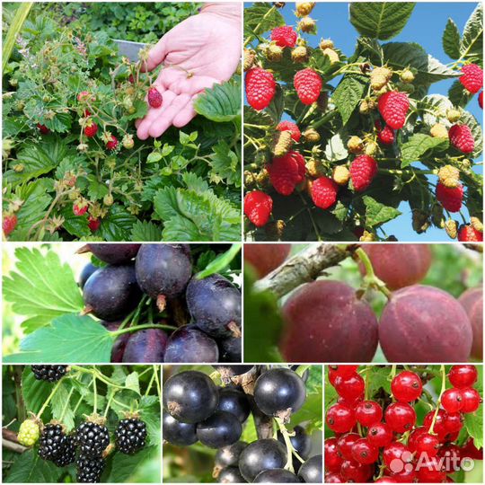 Смородина, крыжовник, ежевика, малина