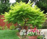 Уксусное дерево (сумах)