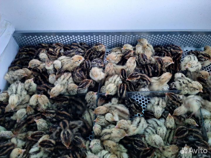 Инкубационное яйцо перепелов эстонцы, манчжурцы