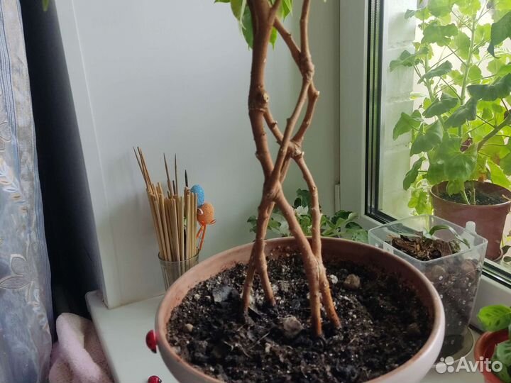 Фикус, высота около метра, ствол с переплетом