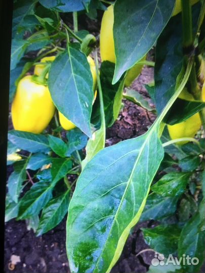 Перец болгарский домашний