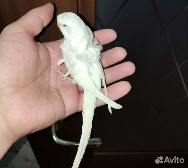 Хагоромо - Хохлатые волнистые попугаи