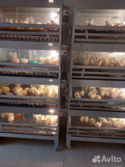 Индюки Индюшата