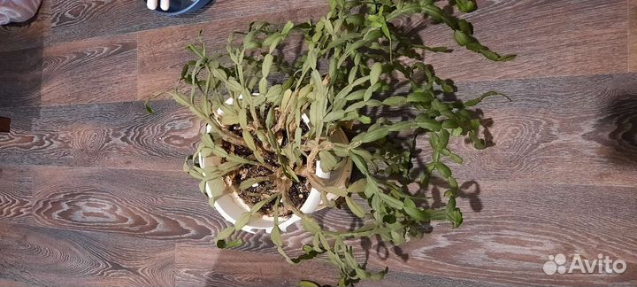 Цветы горшки бесплатно отдам