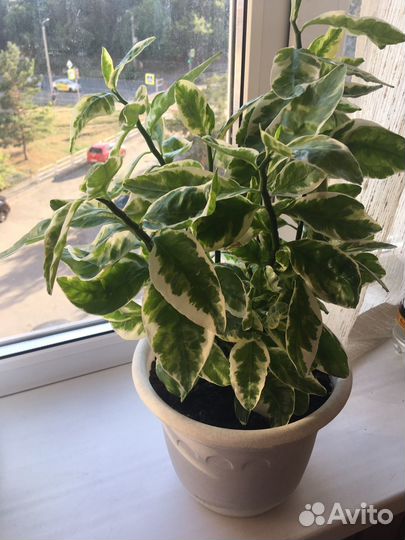 Педилантус