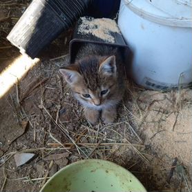 Отдам в добрые руки котенка девочку