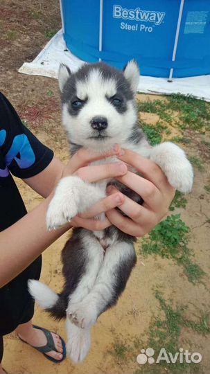 Сибирский хаски