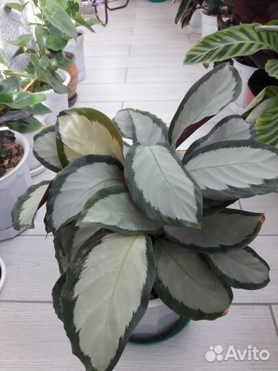 Калатея Аргентея Пиктурата
