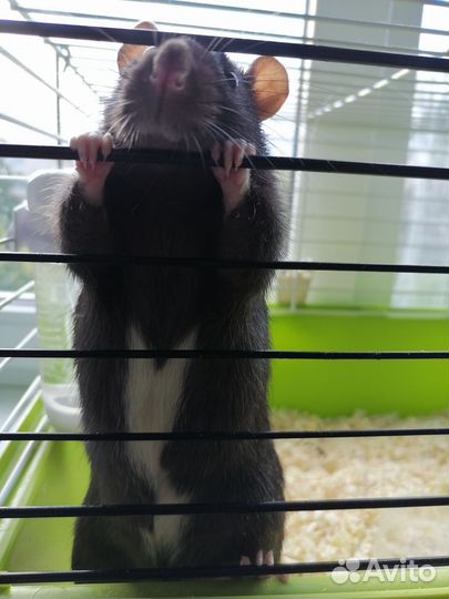 Крыса с клеткой