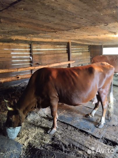 Корова стельная