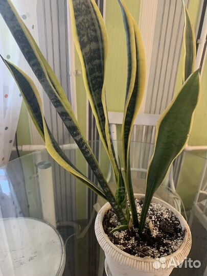 Сансевиерия