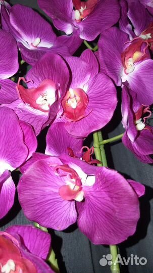Орхидея интерьерная