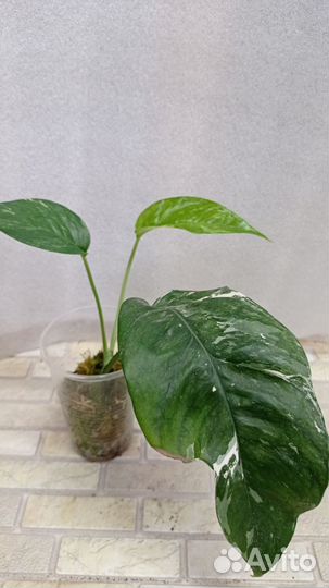 Продаю цветы