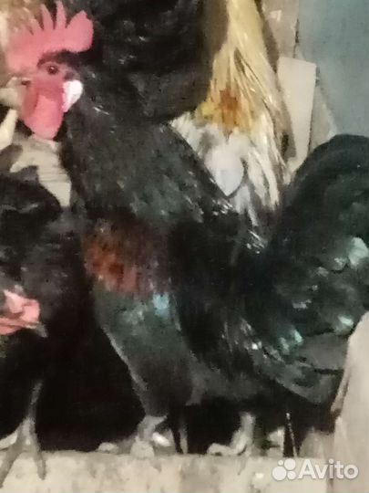 Куры йокогама