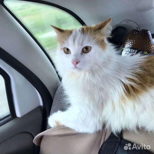 В добрые руки