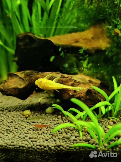 Сомики анциструсы