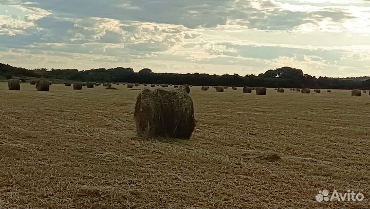 Люцерна тюки 145см