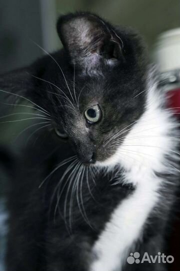 Котенок мальчик 3 мес