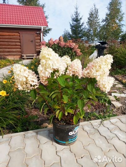 Гортензия метельчатая саженцы